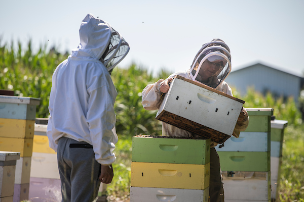 Student and professor with bees