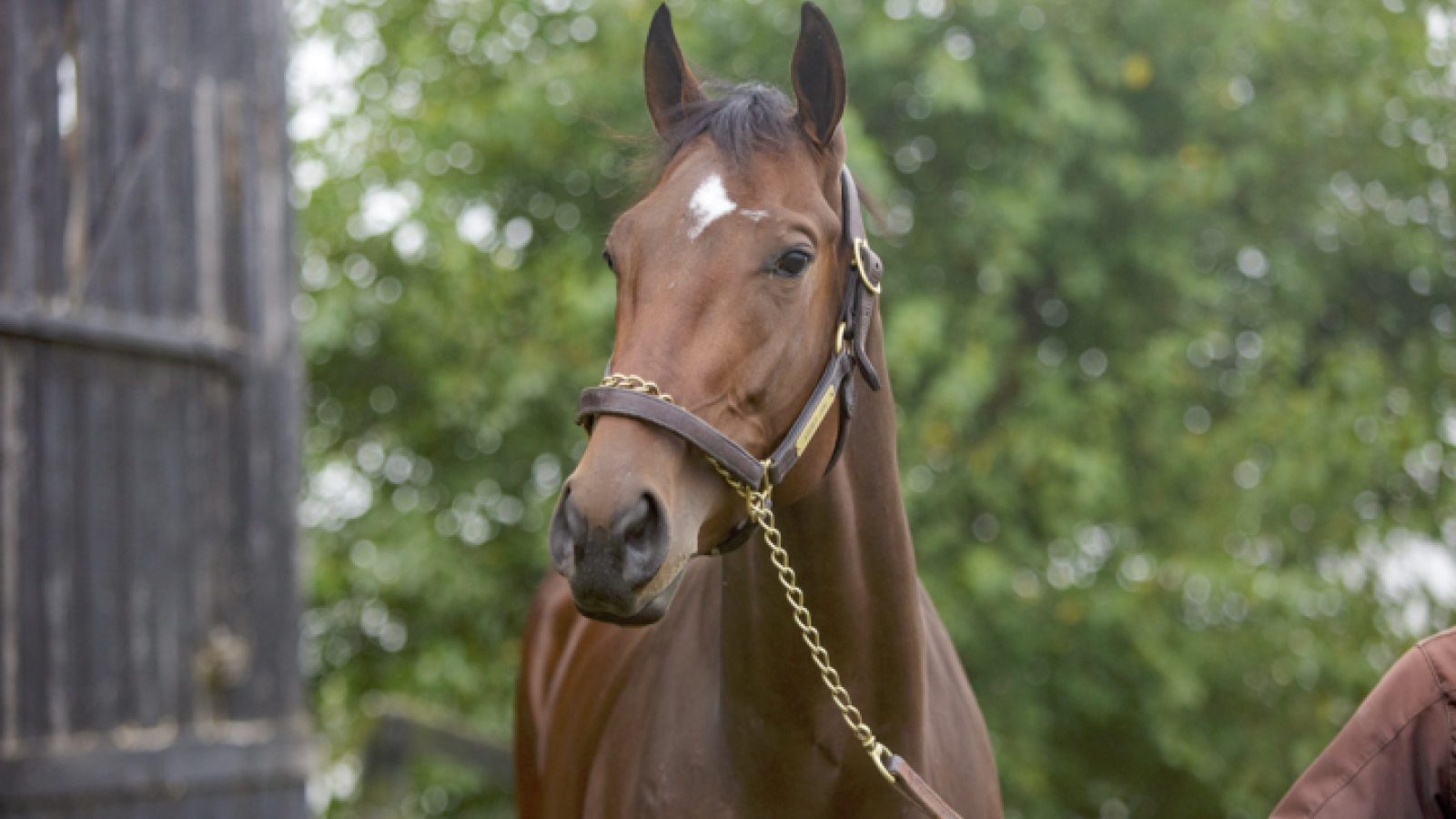 To the Breeders' Cup and Beyond: How University of Louisville