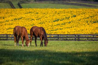 Two Horses in a horse farm