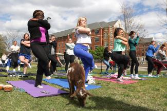 students participating in goat yoga on campus