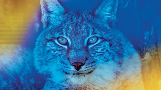 A blue toned photo of a wildcat.